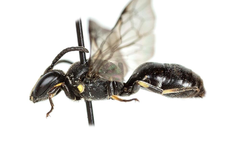 Hylaeus gibbus Saunders, 1850