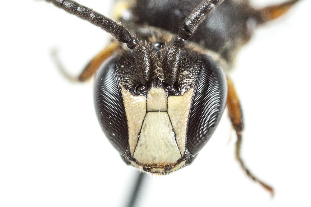  Hylaeus gibbus Saunders, 1850
