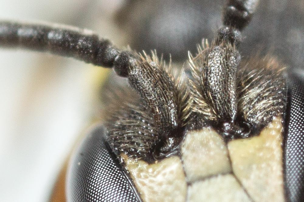 Hylaeus gibbus Saunders, 1850