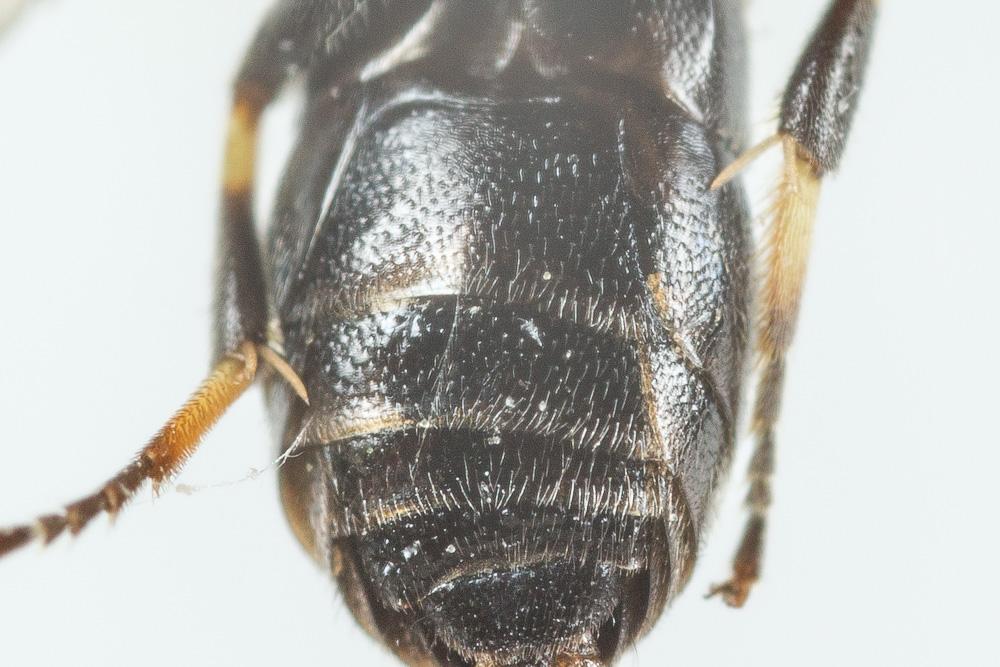 Hylaeus gibbus Saunders, 1850