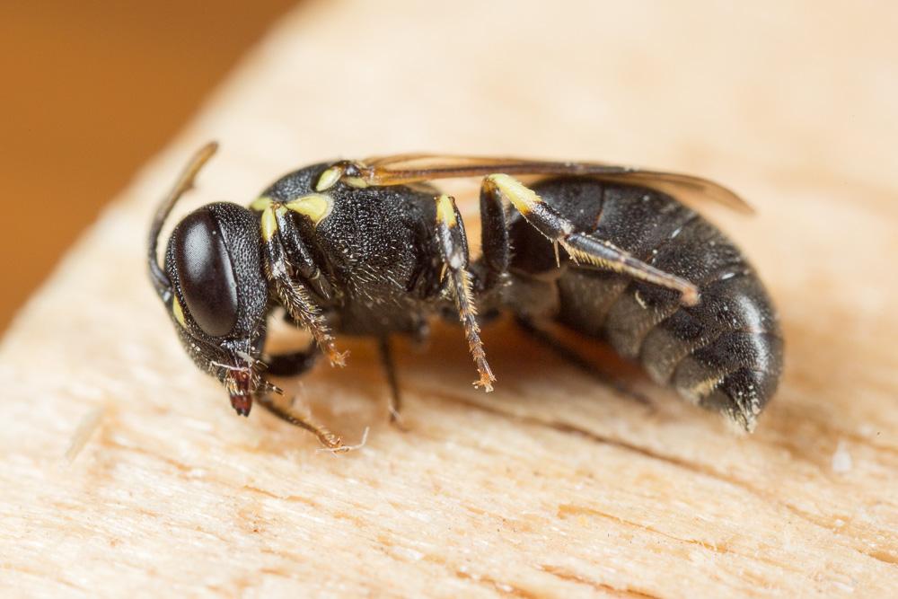  Hylaeus euryscapus Förster, 1871