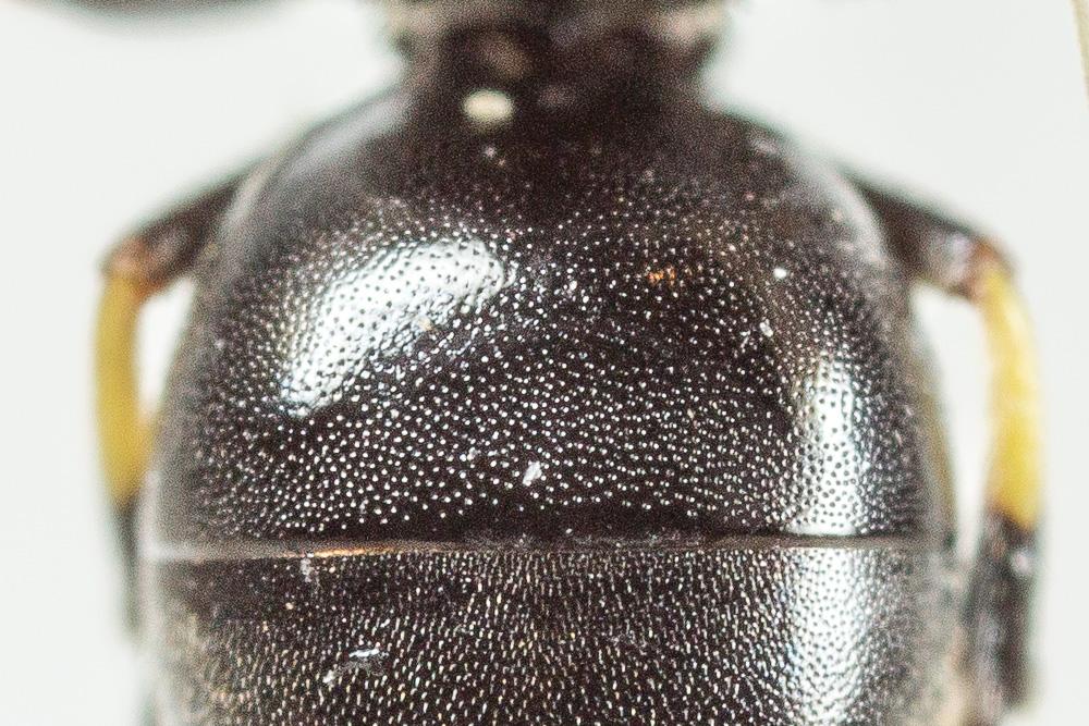  Hylaeus euryscapus Förster, 1871