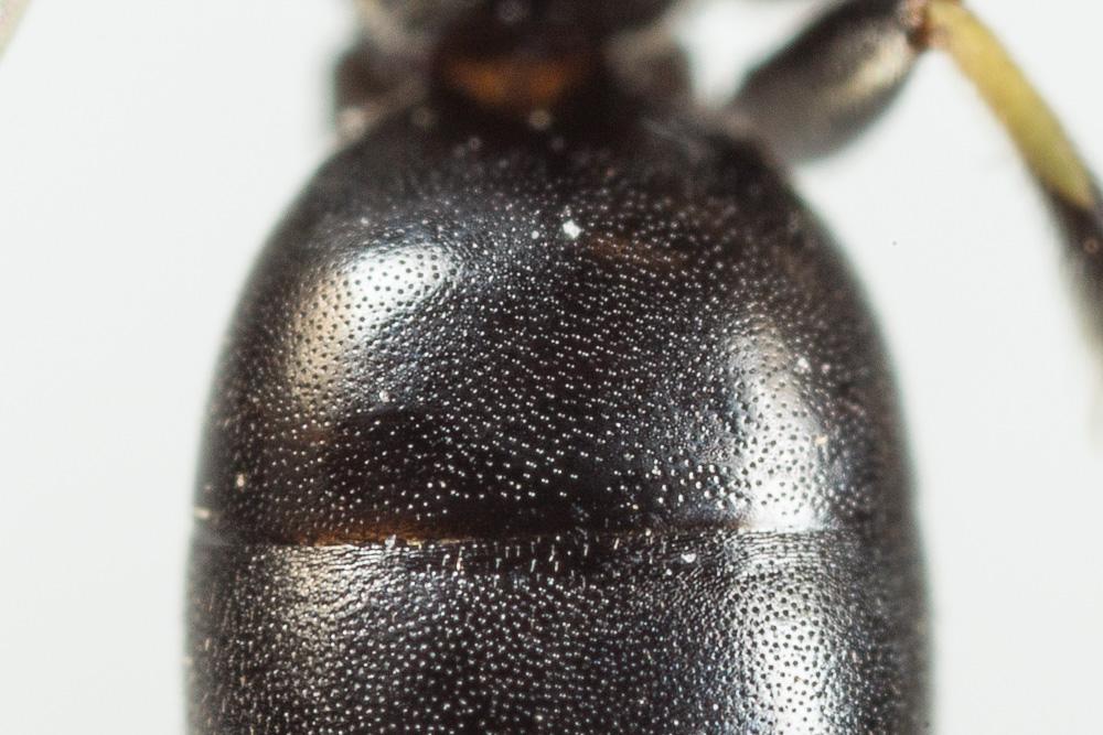 Le  Hylaeus cornutus Curtis, 1831