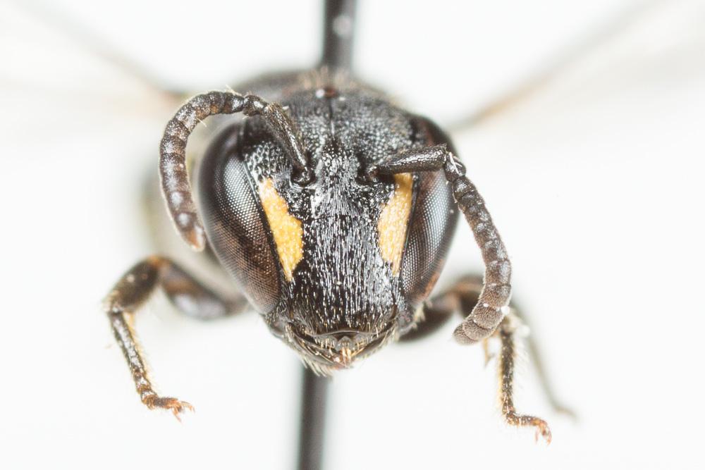  Hylaeus communis Nylander, 1852