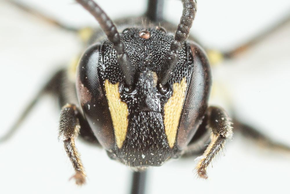 Hylaeus communis Nylander, 1852