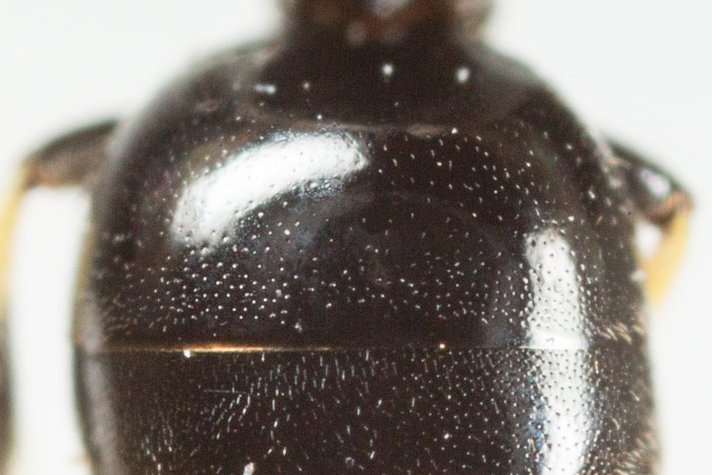 Hylaeus communis Nylander, 1852