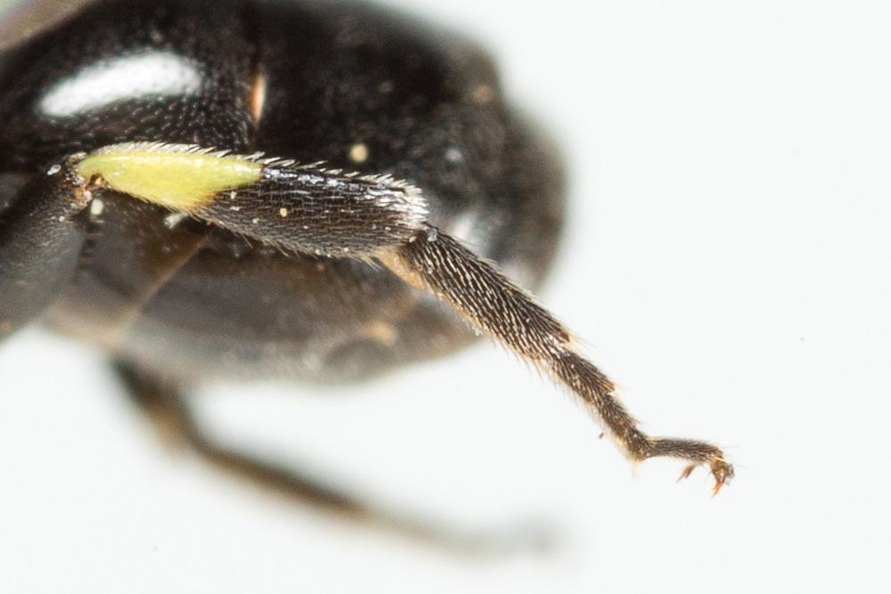 Hylaeus communis Nylander, 1852