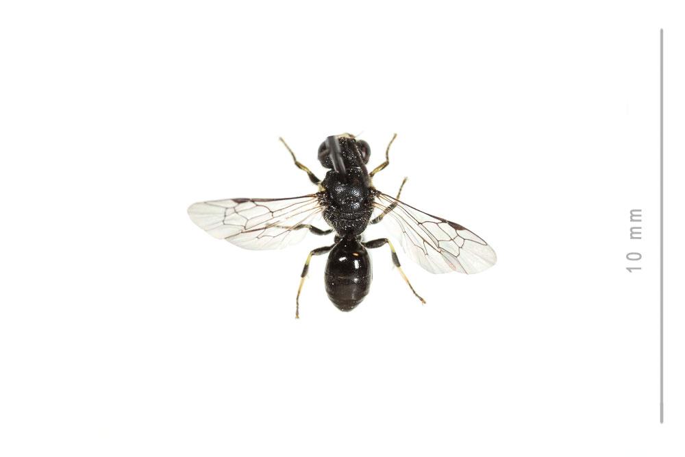 Hylaeus communis Nylander, 1852