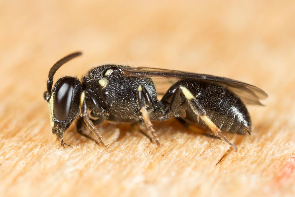 Hylaeus communis Nylander, 1852