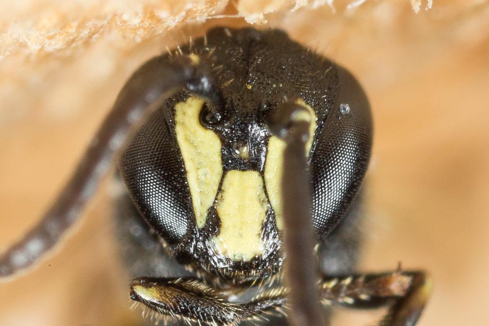 Hylaeus communis Nylander, 1852