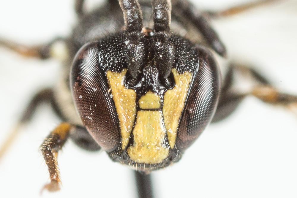 Hylaeus communis Nylander, 1852
