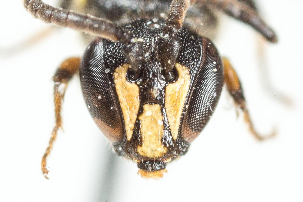  Hylaeus communis Nylander, 1852
