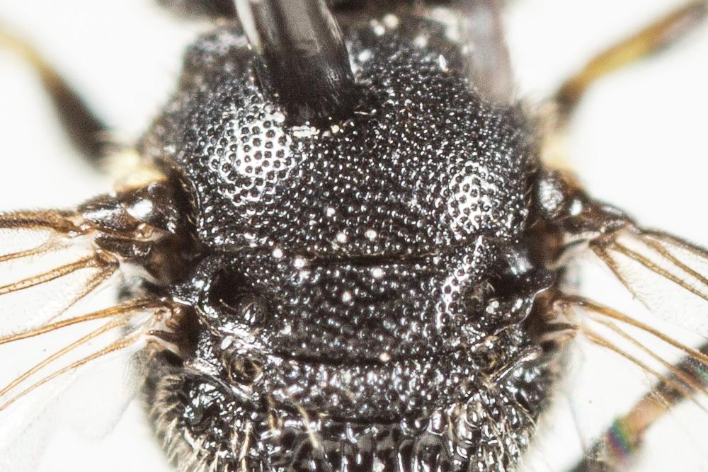 Hylaeus communis Nylander, 1852