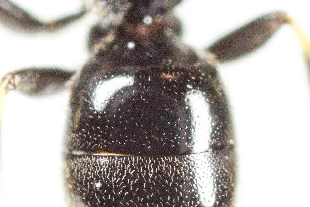 Hylaeus communis Nylander, 1852