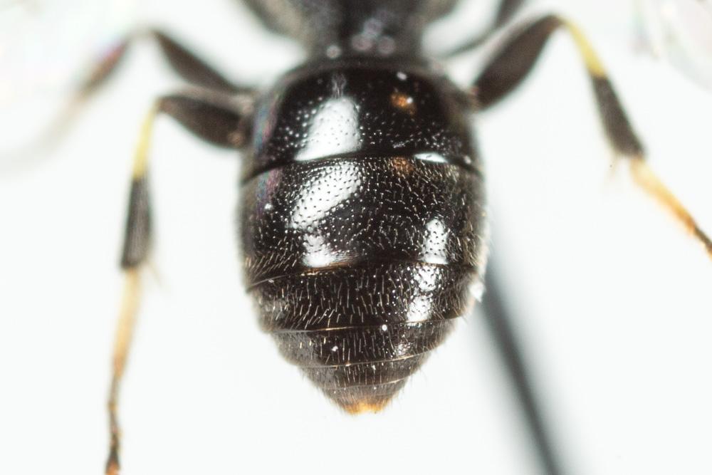 Le  Hylaeus communis Nylander, 1852