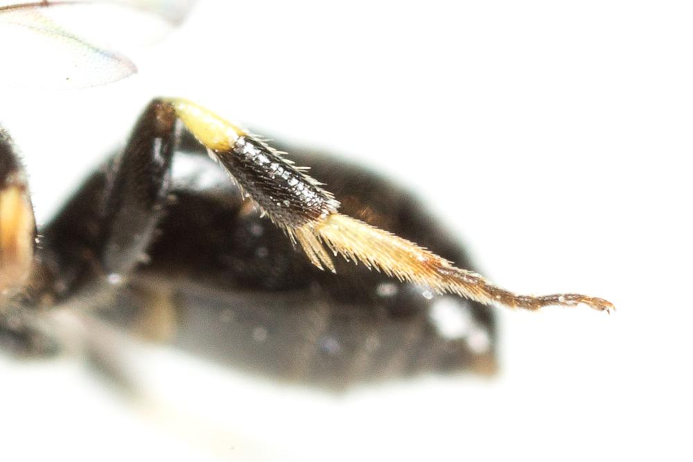 Hylaeus communis Nylander, 1852