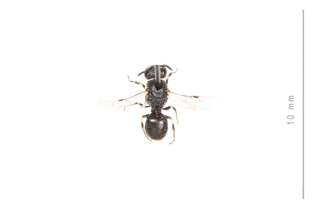Hylaeus clypearis (Schenck, 1853)