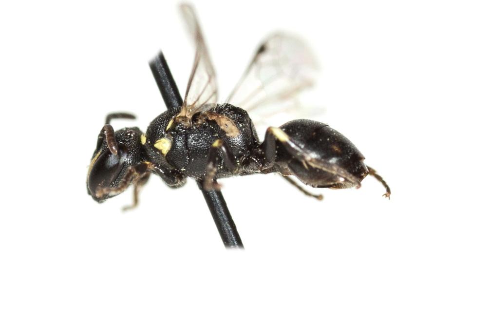  Hylaeus clypearis (Schenck, 1853)