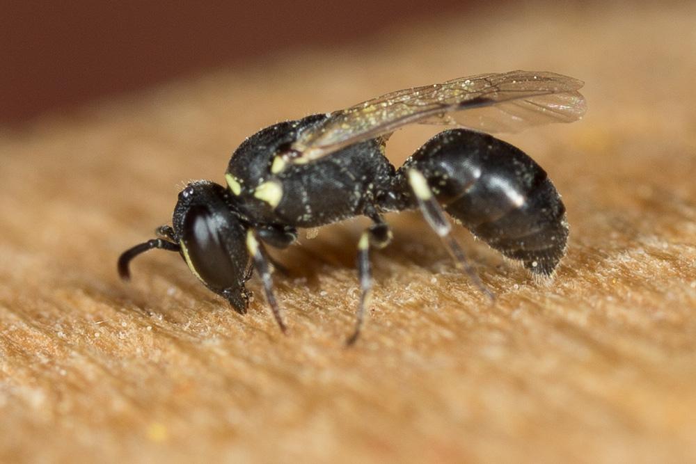 Hylaeus clypearis (Schenck, 1853)