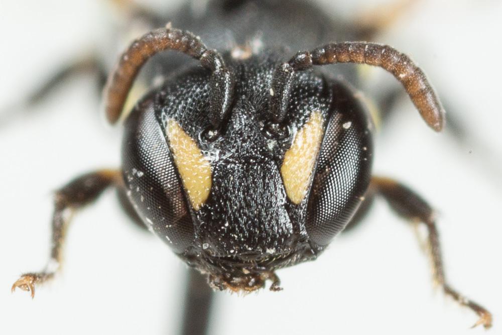 Hylaeus clypearis (Schenck, 1853)