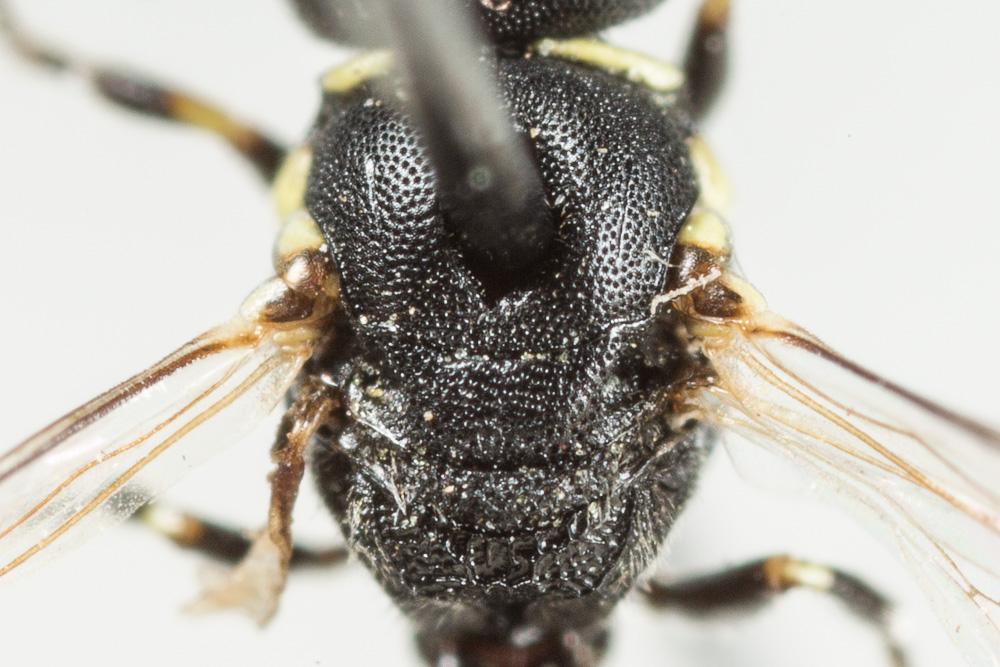  Hylaeus clypearis (Schenck, 1853)