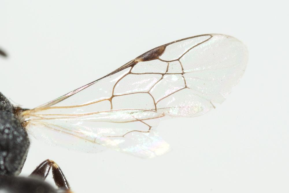 Hylaeus clypearis (Schenck, 1853)