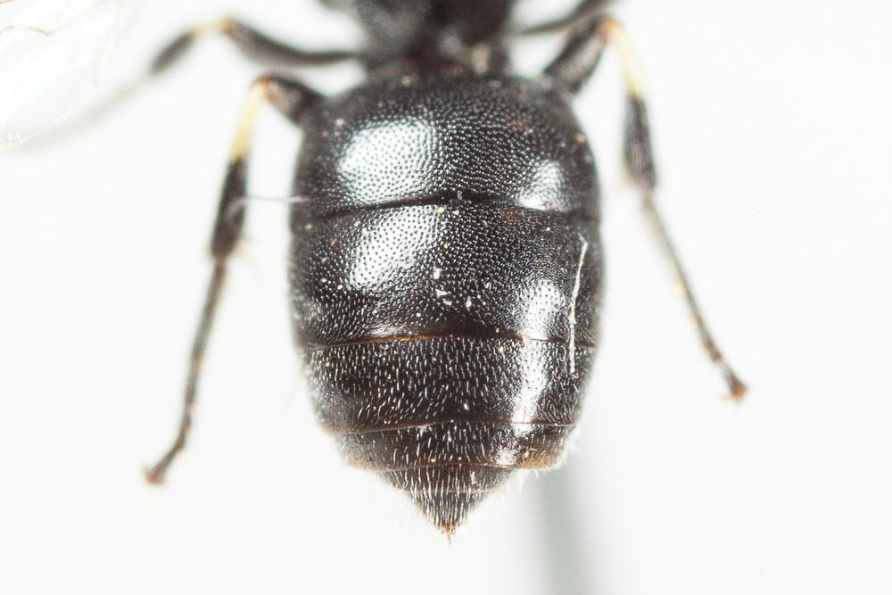 Hylaeus clypearis (Schenck, 1853)