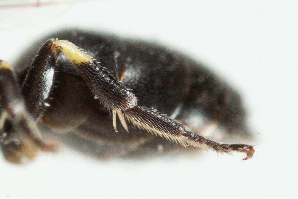 Hylaeus clypearis (Schenck, 1853)