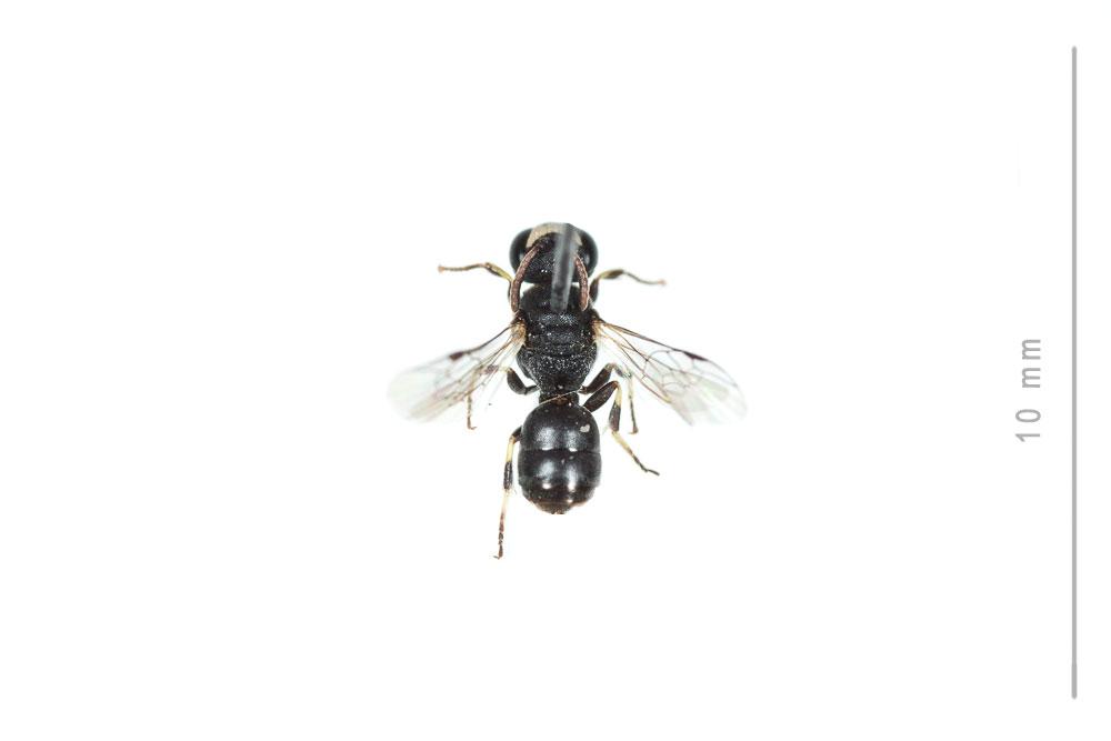 Hylaeus clypearis (Schenck, 1853)
