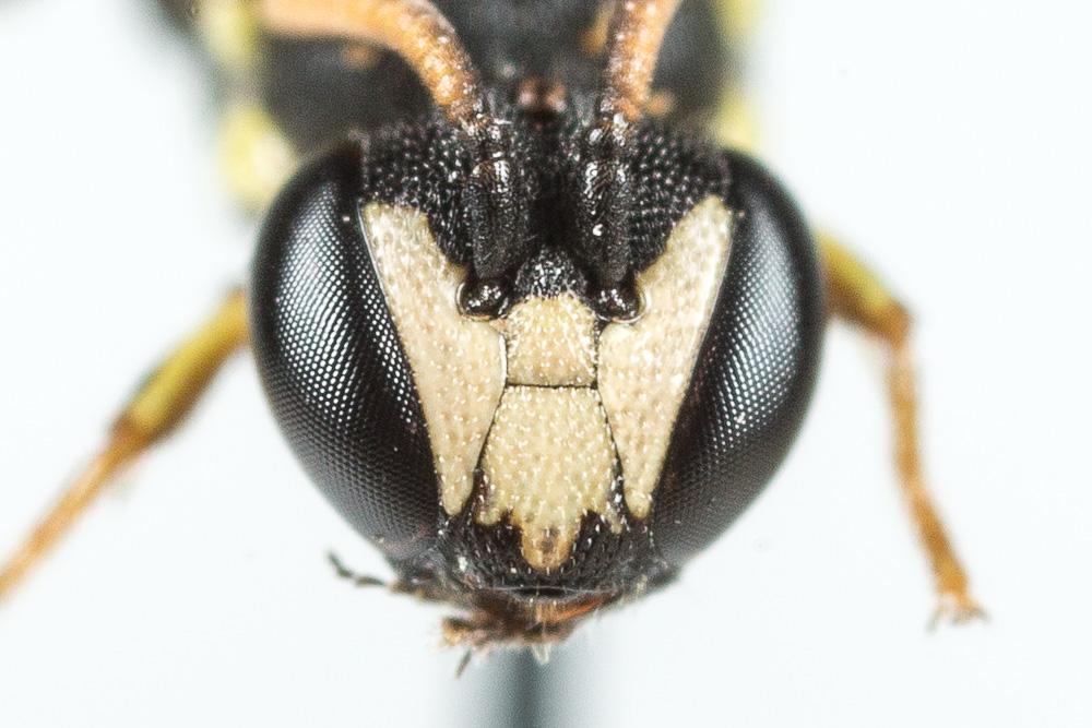 Hylaeus clypearis (Schenck, 1853)