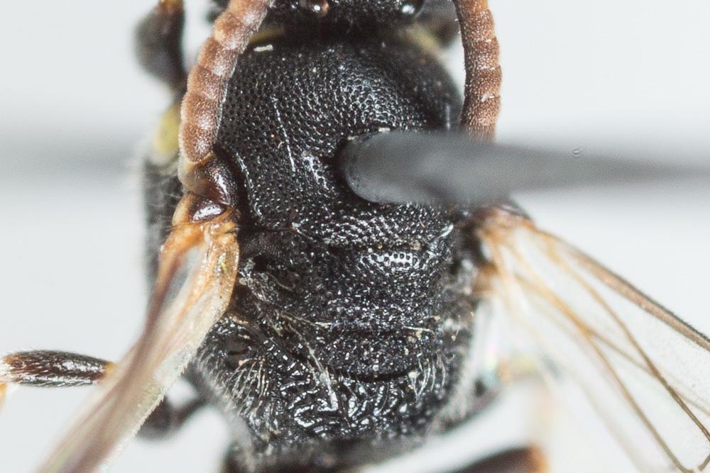 Hylaeus clypearis (Schenck, 1853)