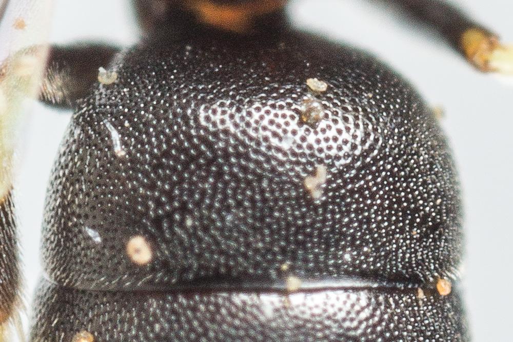 Hylaeus clypearis (Schenck, 1853)