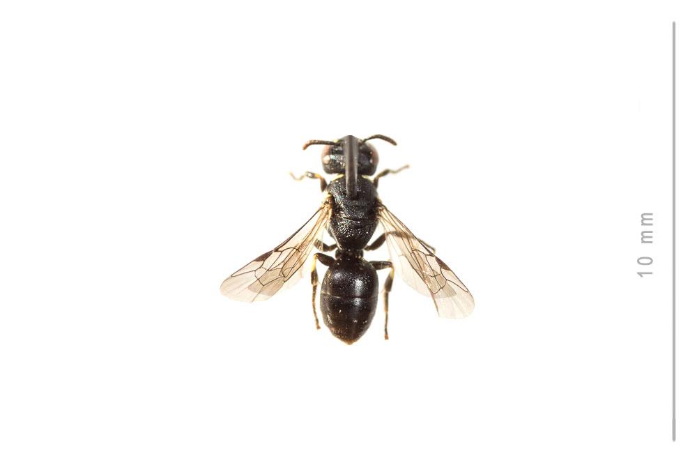 Hylaeus brevicornis Nylander, 1852