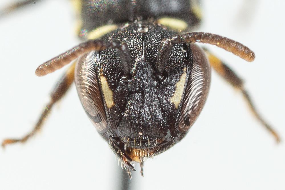 Hylaeus brevicornis Nylander, 1852