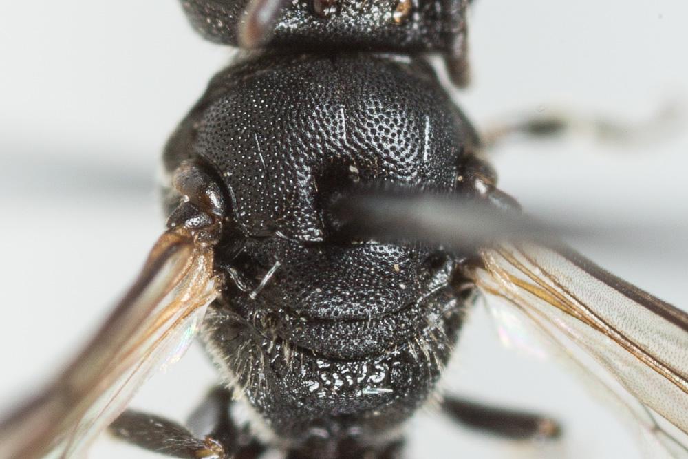 Hylaeus brevicornis Nylander, 1852