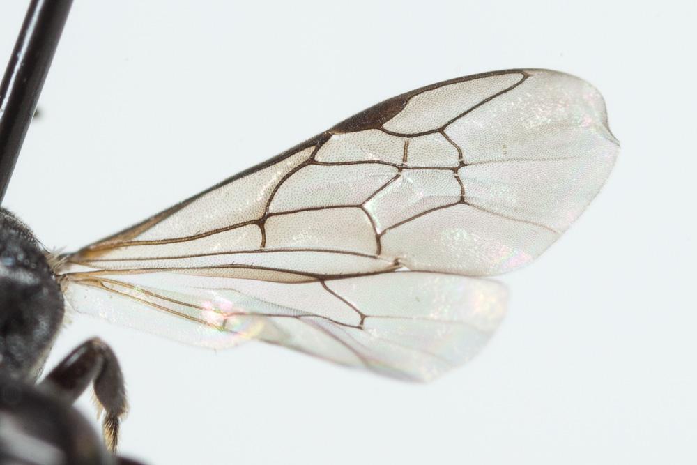 Hylaeus brevicornis Nylander, 1852