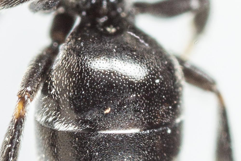 Hylaeus brevicornis Nylander, 1852