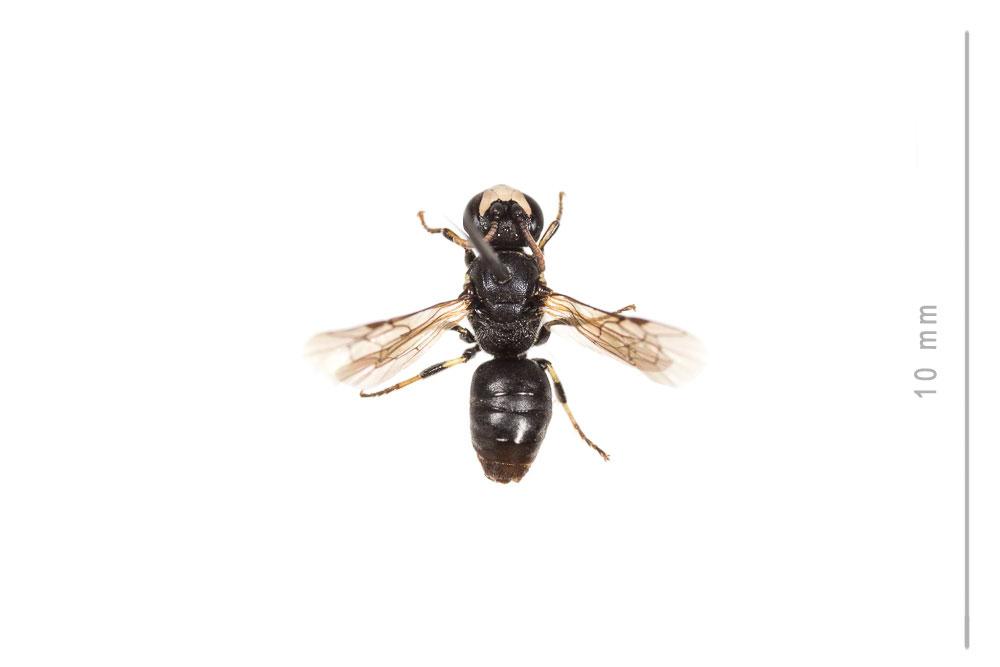Hylaeus brevicornis Nylander, 1852