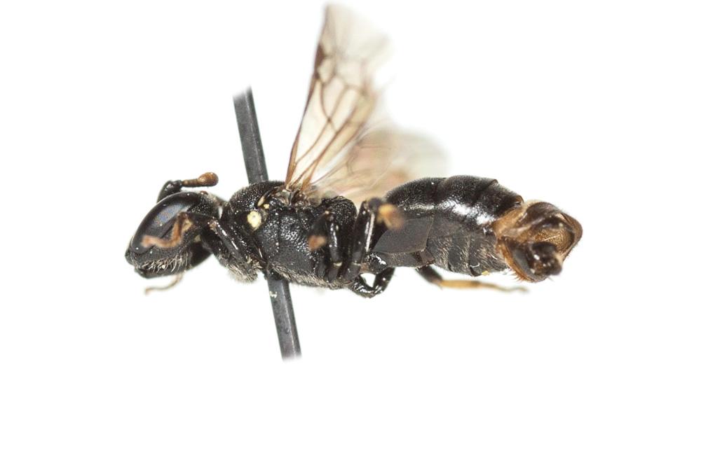 Hylaeus brevicornis Nylander, 1852