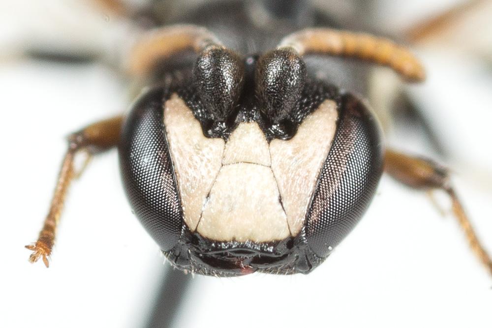Hylaeus brevicornis Nylander, 1852