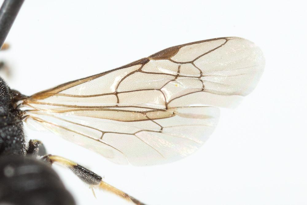 Hylaeus brevicornis Nylander, 1852