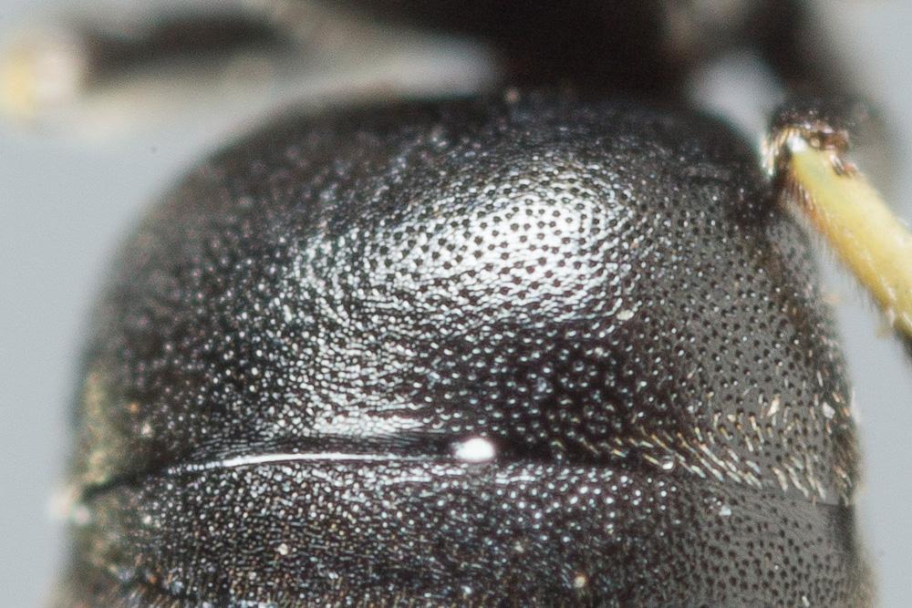 Hylaeus brevicornis Nylander, 1852