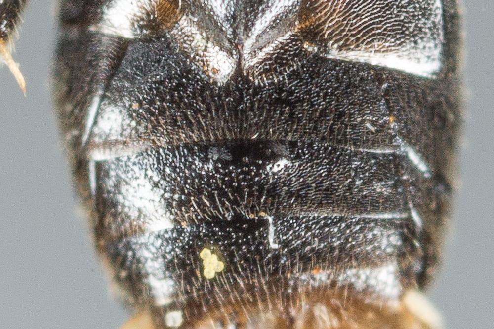 Hylaeus brevicornis Nylander, 1852