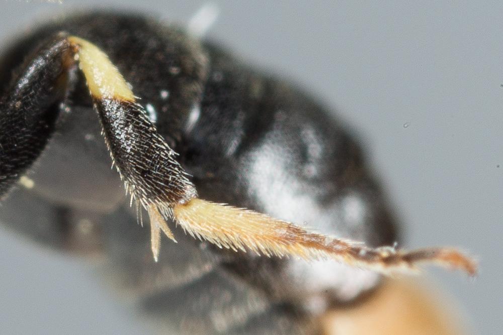 Hylaeus brevicornis Nylander, 1852