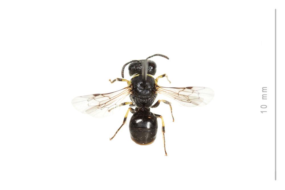Hylaeus annularis (Kirby, 1802)