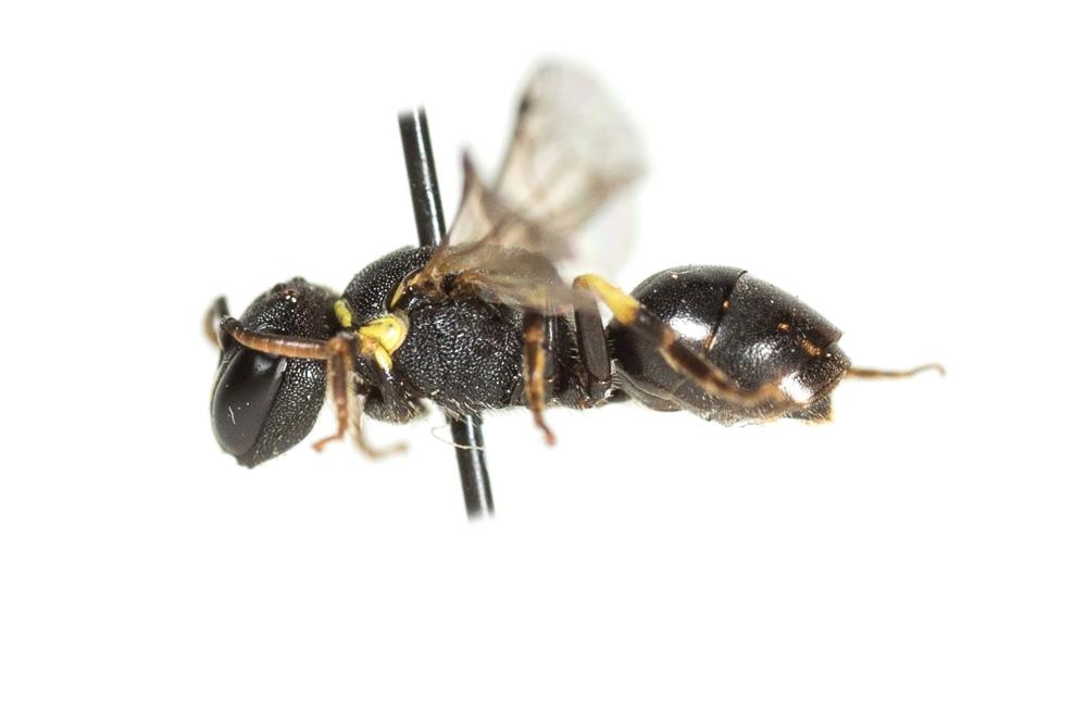 Hylaeus annularis (Kirby, 1802)