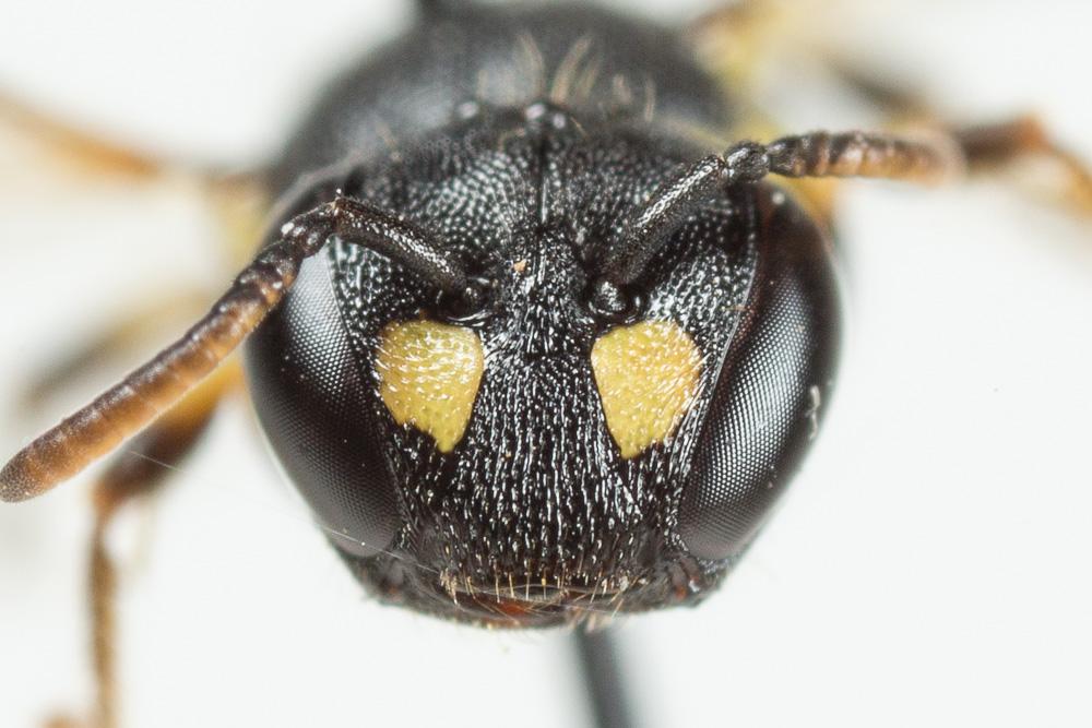 Hylaeus annularis (Kirby, 1802)