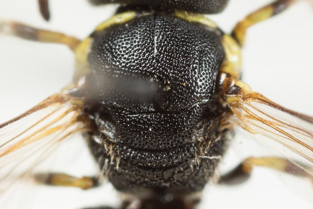 Hylaeus annularis (Kirby, 1802)