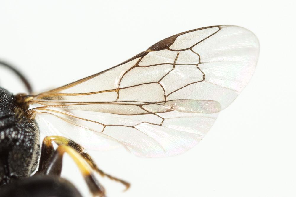  Hylaeus annularis (Kirby, 1802)