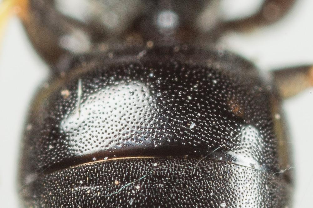  Hylaeus annularis (Kirby, 1802)